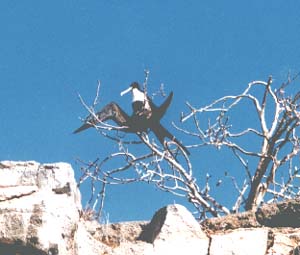Frigate Bird drying wings in tree