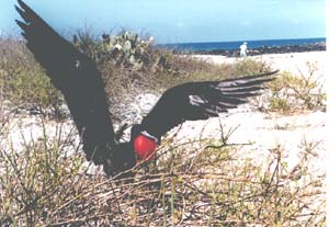 Male Frigate Bird