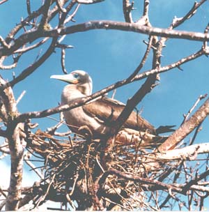 Red-Footed Booby in nest